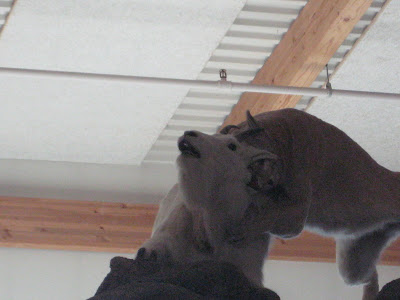 A Goat Living Dangerously