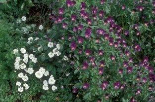 YeniDC3BCnyaC387eiC3A7eC49Fi28C4B0beris294 - İberis Yetiştiriciliği YeniDC3BCnyaC387eiC3A7eC49Fi28C4B0beris294