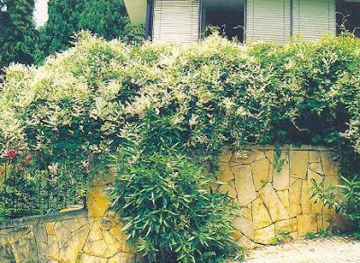 C387obandeC49FneC49Fi28Polygonium2992 - Çobandeğneği Yetiştiriciliği C387obandeC49FneC49Fi28Polygonium2992