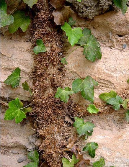 [Sarma%C5%9F%C4%B1k+%28Hedera%293.1.JPG]