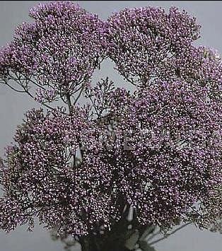 [Fotoğraf+1.1+Trachelium+bitkisi.JPG]