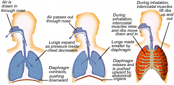 THE RESPIRATORY SYSTEM