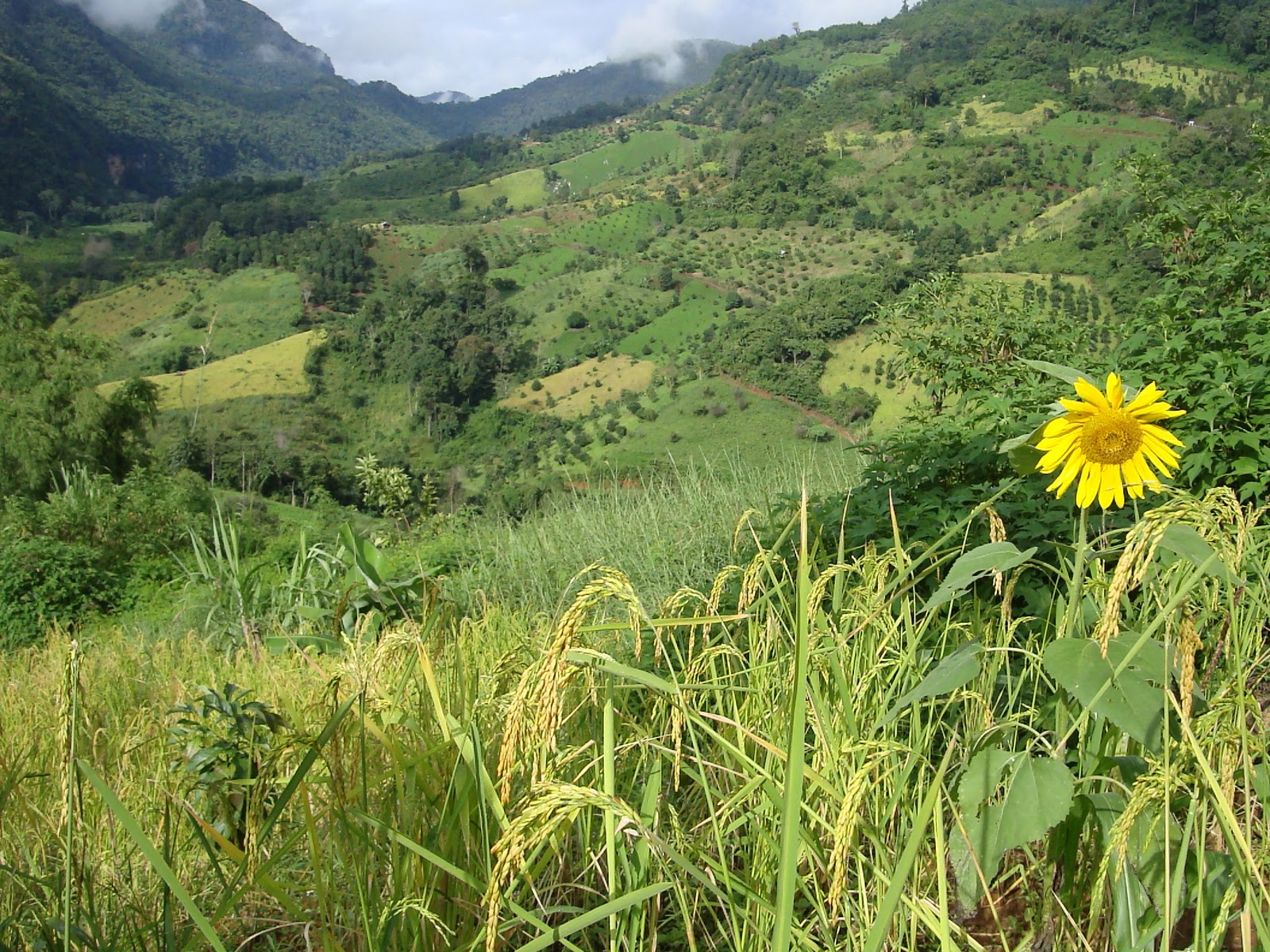 Thai Burma Border