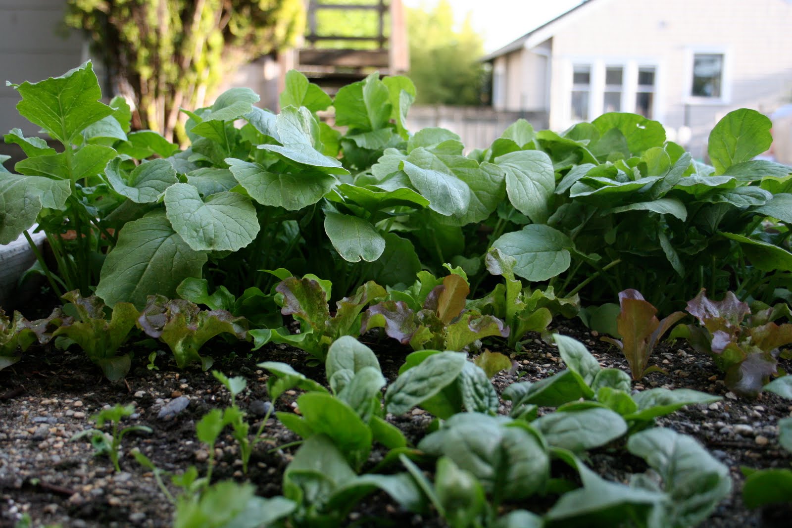 Why I love biosolids From Soil to Salad Gardening and Cooking in Seattle