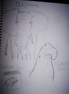 Elephant sketches