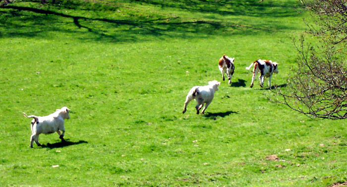A Writer’s Journey: Do the Unexpected - Be a Running Cow