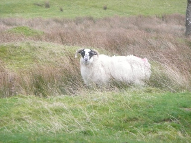 Highland sheep (graffiti on the other side)
