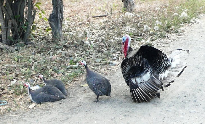 Apparently the female turkey adopted them...and the Tom protects them.