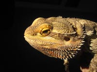 bearded-dragon-feeding.jpg