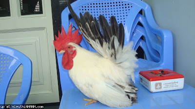 Coi-Da-Ga-Tre http://www.pic2fly.com/Ga-Tre-Thai.html