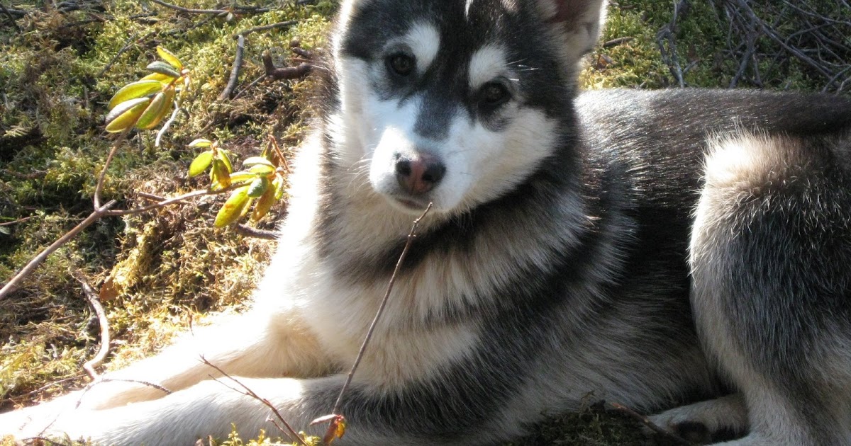Adventures in Biodiversity Science The littlest HOBO