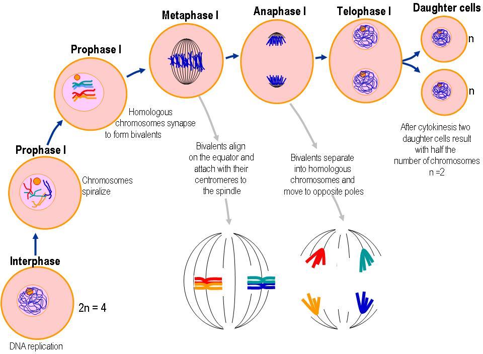 prophase 1 of meiosis