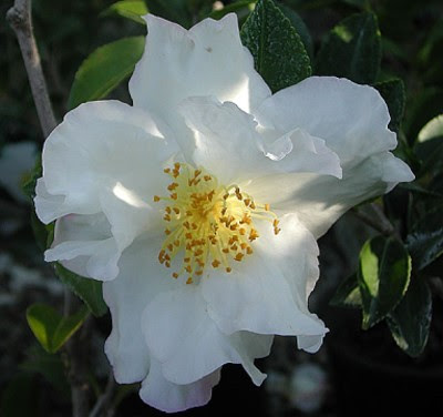 Randy Meg S Garden Paradise Camellias White 10 Different Ones