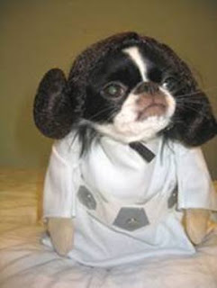 Cão vestido de personagens do StarWars série Meu dono é um IMBECIL - CONECTOU!