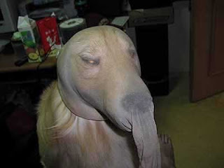 Série meu dono é um IMBECIL, cão bandido