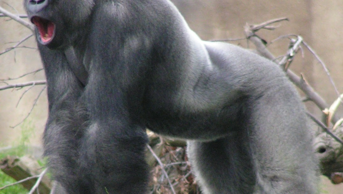 afghaanse prostituee