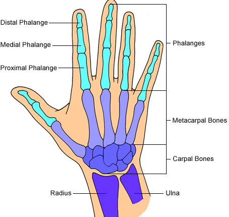 Bones Of Wrist