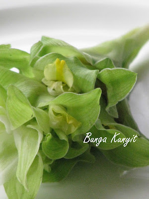 Bunga Kunyit