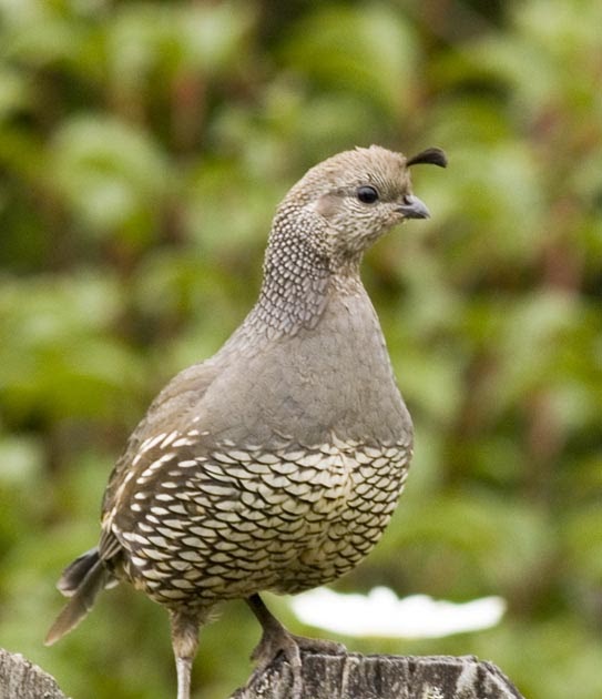 Just Pictures: Female Quail