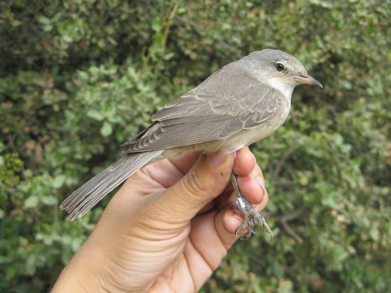 barred warbler