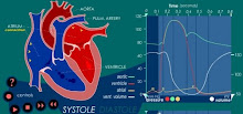 El ciclo cardiaco