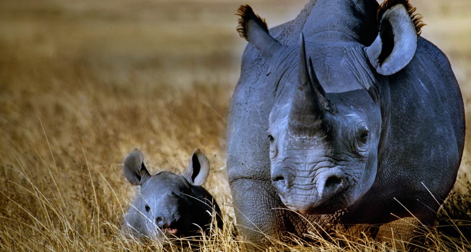 black rhino background