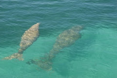 Les dugongs