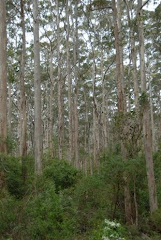 Foret d'eucalyptus centenaires