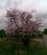 Almendro en flor