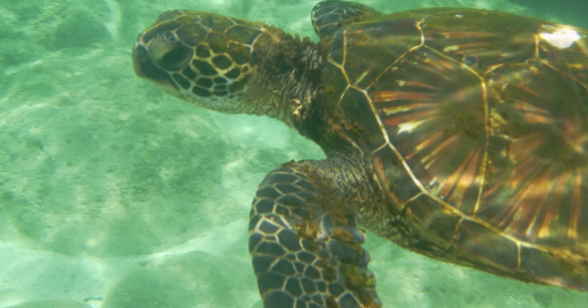 Hawaii Environmental Education Alliance Ocean Adventures
