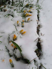 Krokus i snö