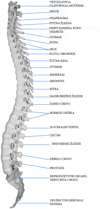 Opuštajuća masaža u zadru opuštajuća masaža u zadru