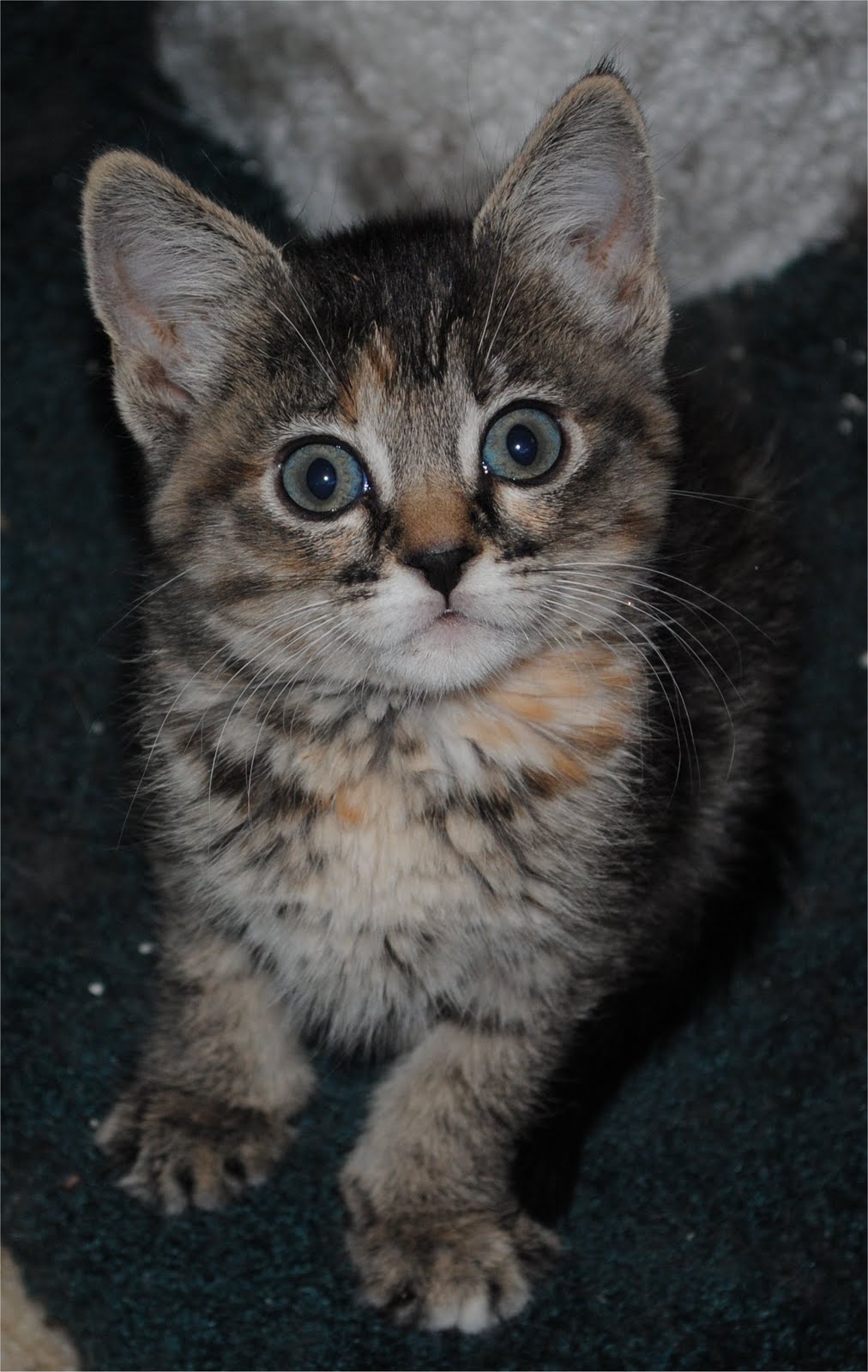 Getting the Hell Out of Dodge: Kittens, Kittens, everywhere