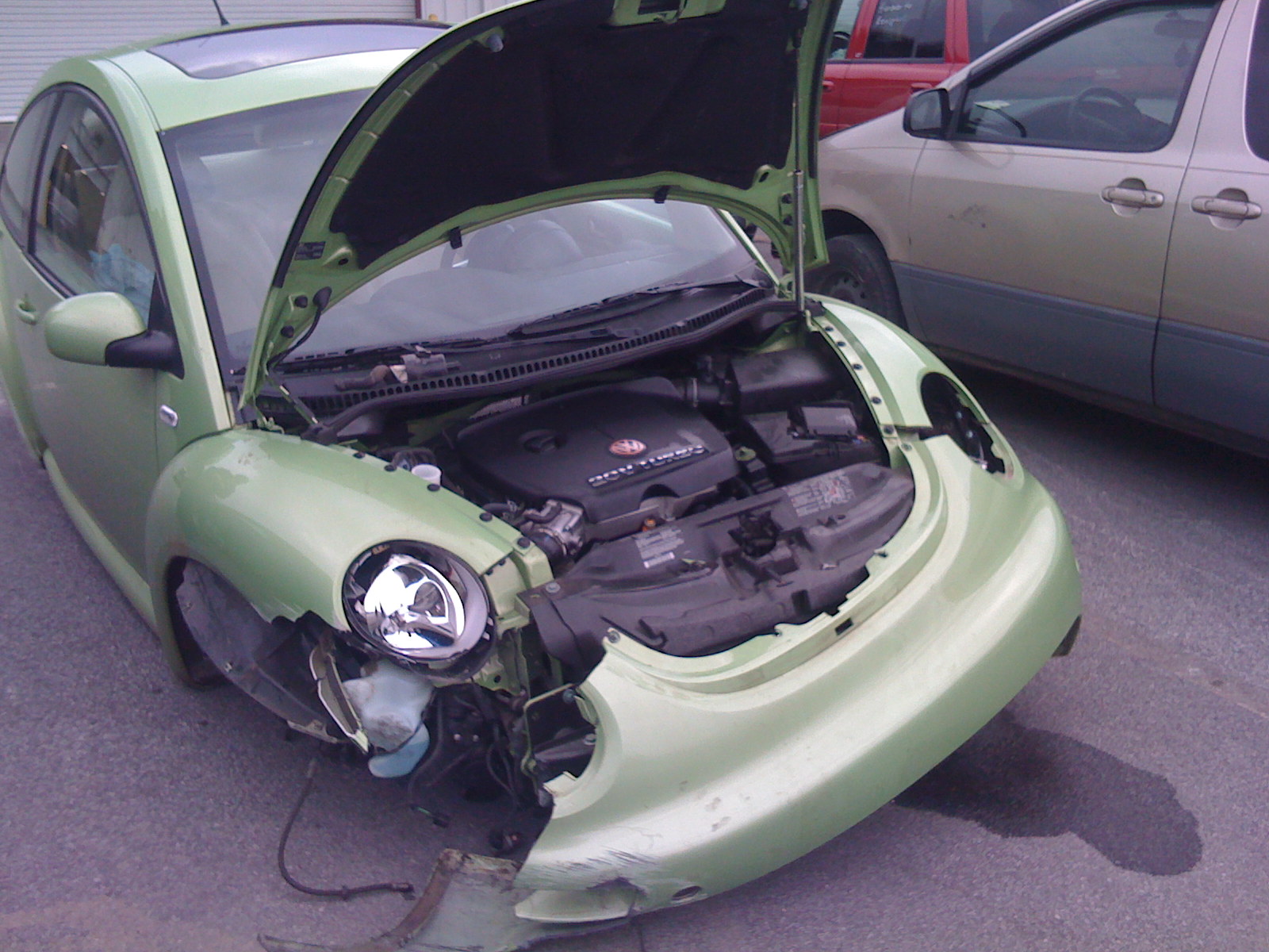 [beetle.JPG]