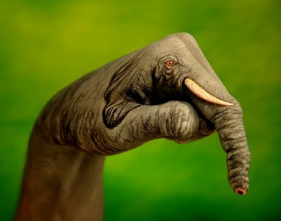 Elephant Illusions | Hand Painted Illusion