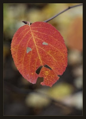 Face in Leaf Illusion