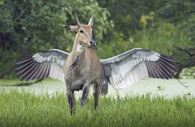 Cow with Wings Illusion