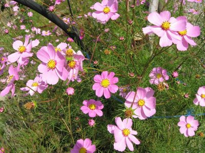 Roseroyalty Flowers on Cosmos Flower Top Flowers And Plants