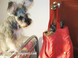 TOTE-BAG MINIATURE-SCHNAUZER SILKY-TERRIER TOTE-BAG MINIATURE-SCHNAUZER SILKY-TERRIER