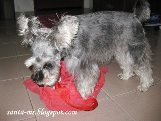 TOTE-BAG MINIATURE-SCHNAUZER TOTE-BAG MINIATURE-SCHNAUZER
