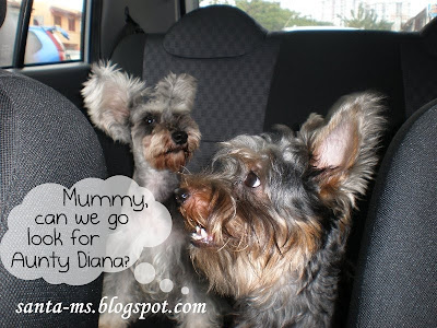 Miniature-Schnauzer Silky-Terrier Miniature-Schnauzer Silky-Terrier