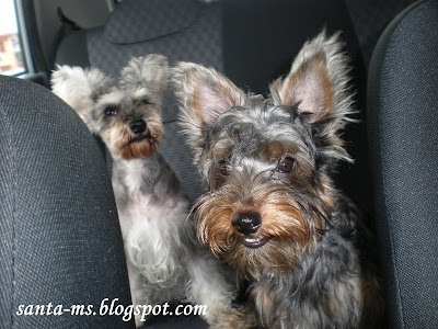 Miniature-Schnauzer Silky-Terrier Miniature-Schnauzer Silky-Terrier