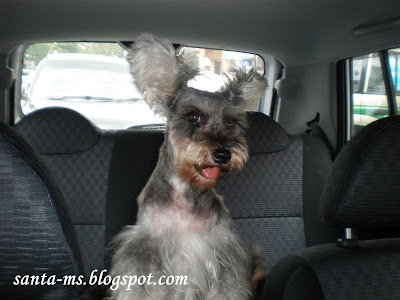 Miniature-Schnauzer Miniature-Schnauzer