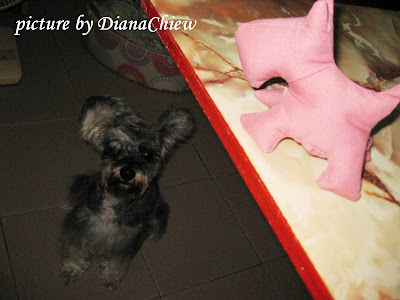 Miniature-Schnauzer Scotty-Dog Miniature-Schnauzer Scotty-Dog