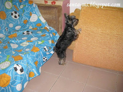 Miniature-Schnauzer Silky-Terrier Miniature-Schnauzer Silky-Terrier