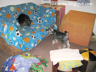 Miniature-Schnauzer Silky-Terrier Miniature-Schnauzer Silky-Terrier