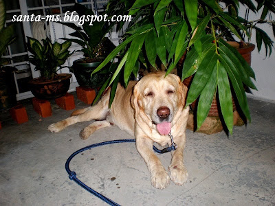 Labrador Labrador