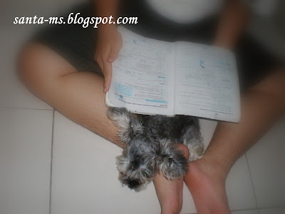 Miniature-Schnauzer Miniature-Schnauzer