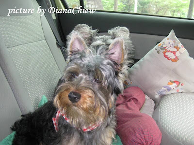 Silky-Terrier Silky-Terrier