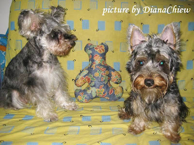 Silky-Terrier Miniature-Schnauzer Silky-Terrier Miniature-Schnauzer